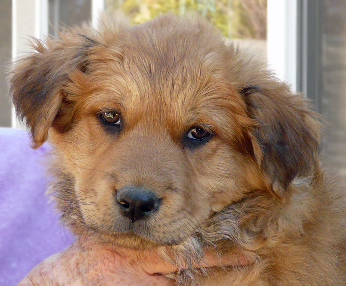 Shepherd retriever mix store puppy